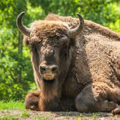 Wisent