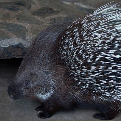 Witstaartstekelvarken