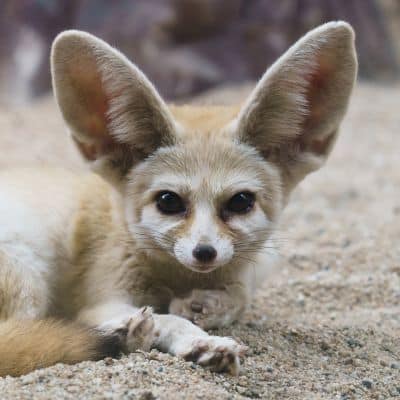 Woestijnvos (Fennek)