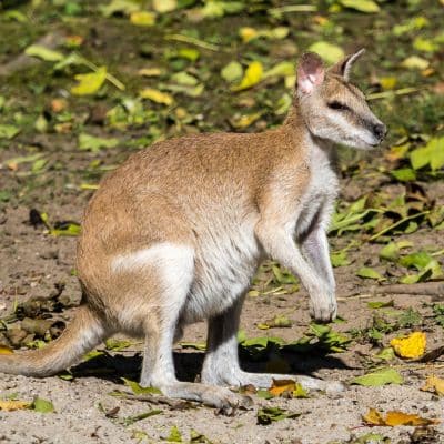 Zandwallaby