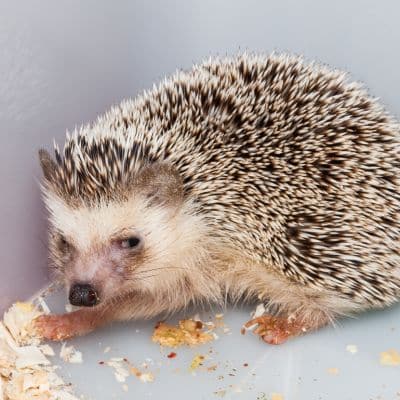 Zuid-Afrikaanse egel