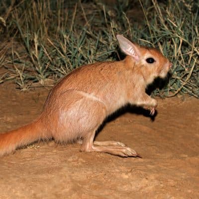 Zuid-Afrikaanse springhaas