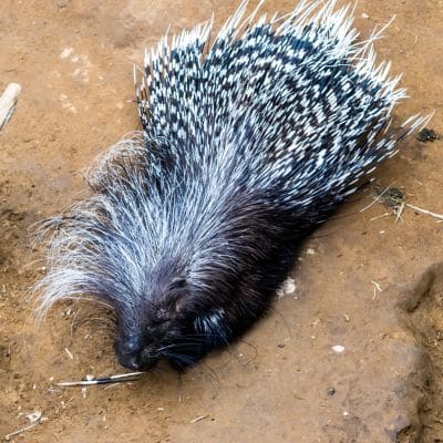 Zuid-Afrikaans stekelvarken