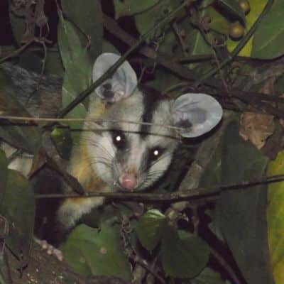 Zuid-Amerikaanse opossum