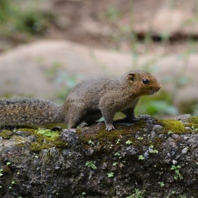 Zwartneusklapper- eekhoorn