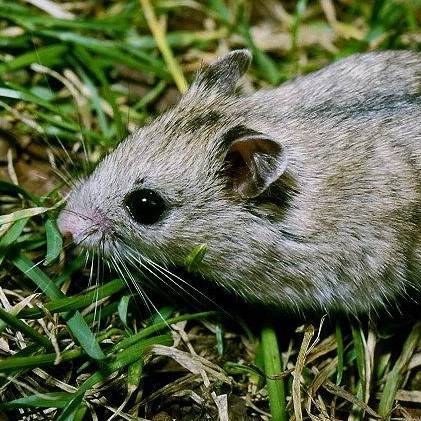 Chinese dwerghamster