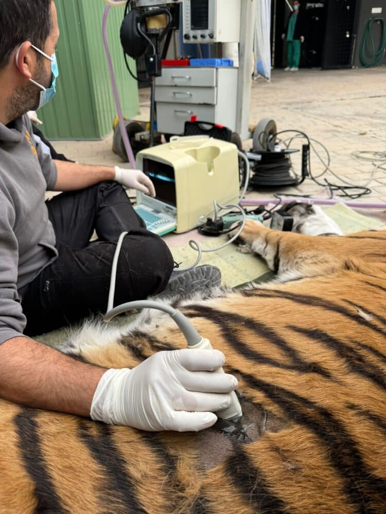 Medische check tijger Suzu