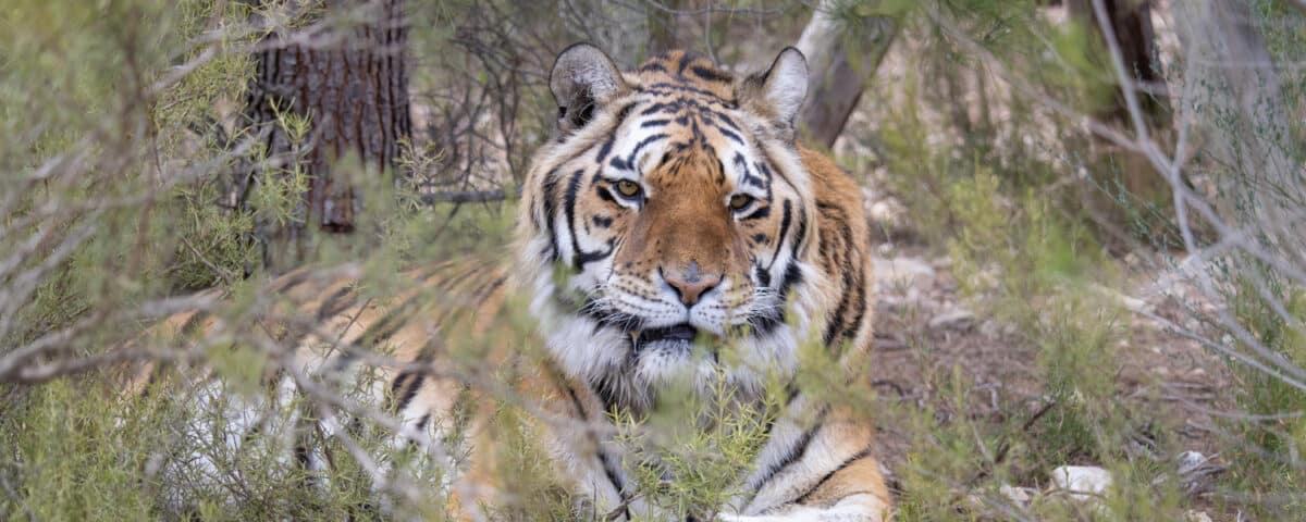 Tijger Suzu