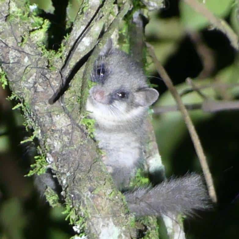 Afrikaanse dwergrelmuis