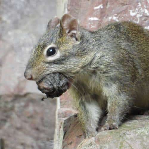 Chinese rotseekhoorn