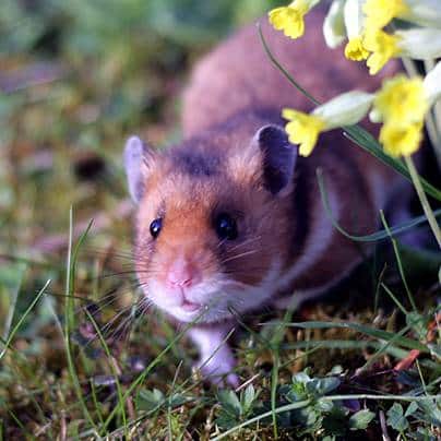 Goudhamster