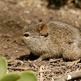 Grasmuis (Griselda groep)