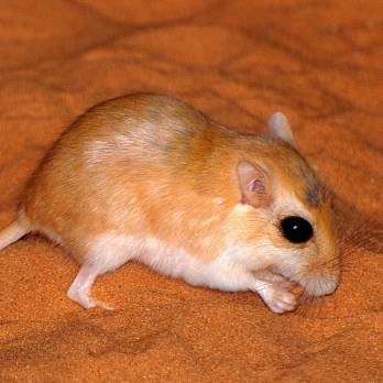 Grote Egyptische renmuis