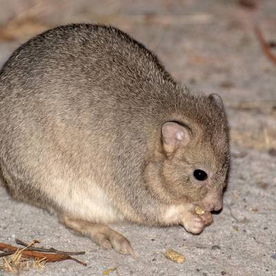 Lesueurborstelstaart-kangoeroerat