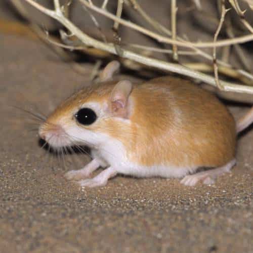 Kleine Egyptische renmuis