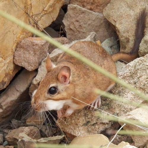 Perzische woestijnmuis