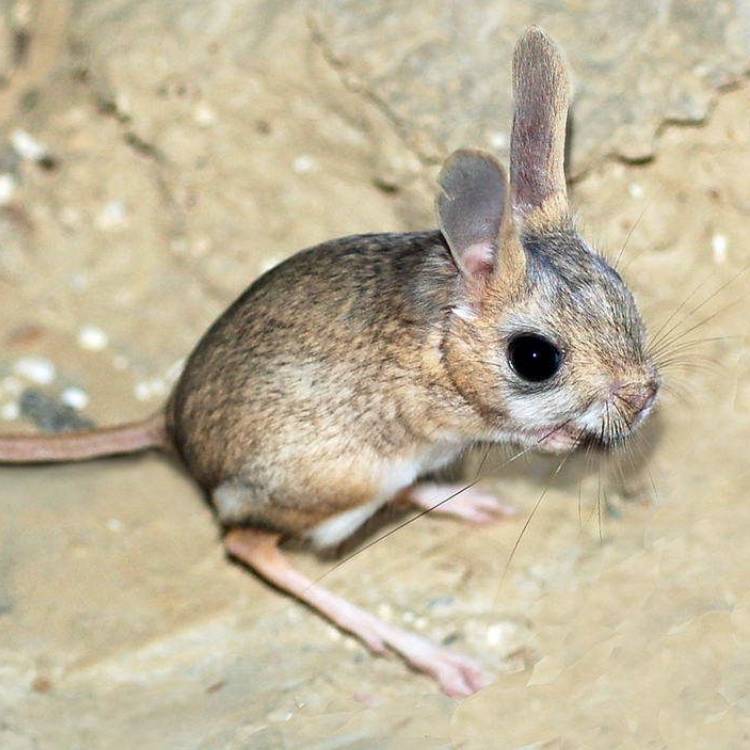 Siberische paardenspringmuis