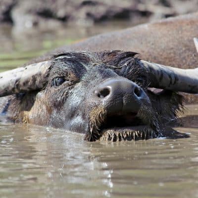 Wilde waterbuffel