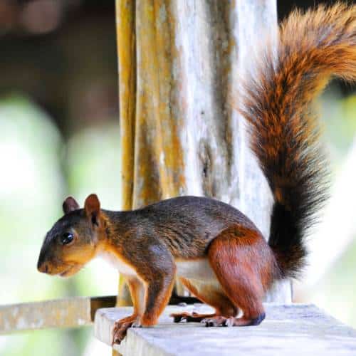 Peruaanse witnekeekhoorn