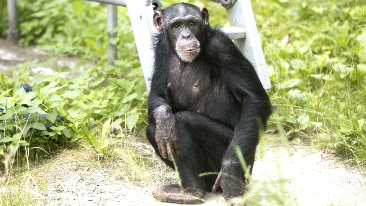 Chimpansee Marria