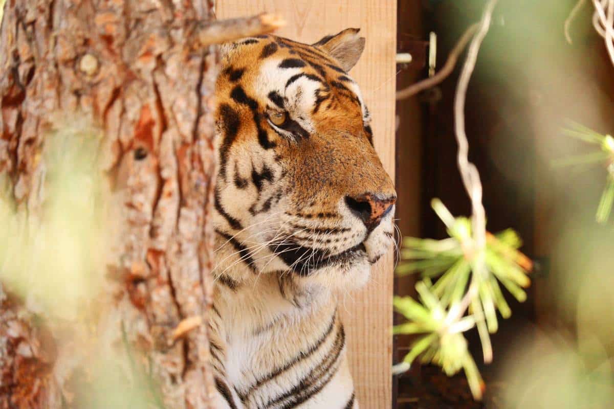Tijger Tonga