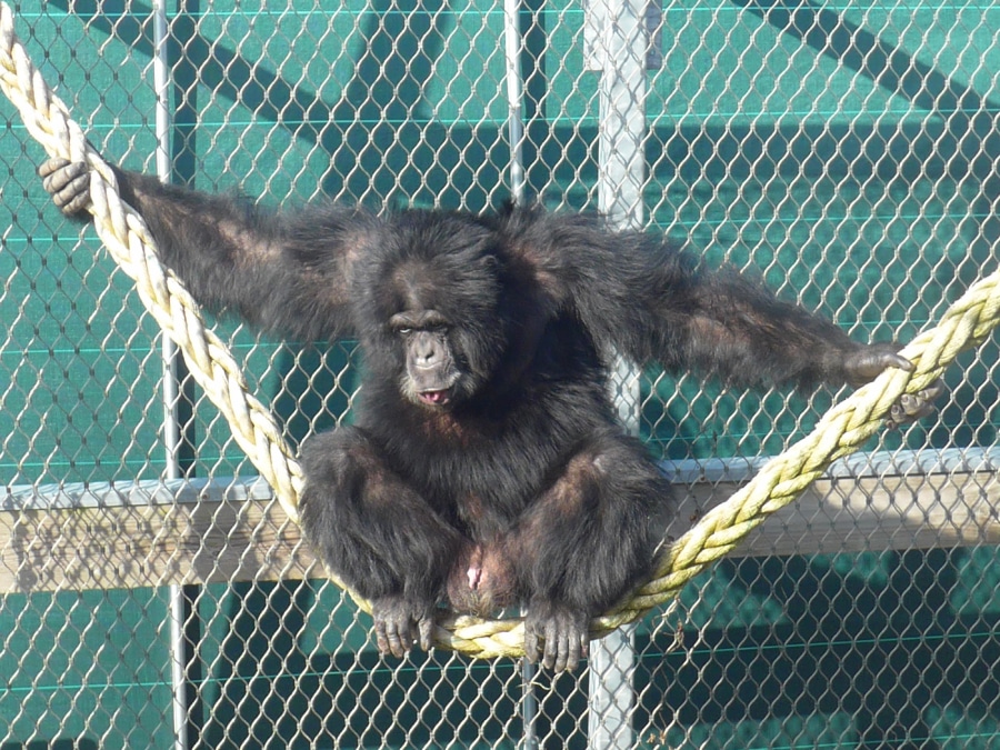Chimpansee Macario