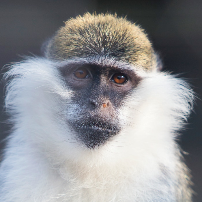 Alles over groene meerkatten - Stichting AAP
