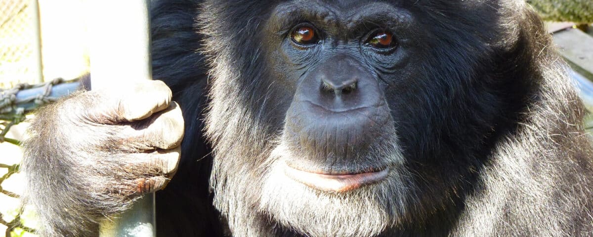 Chimpansee Macario