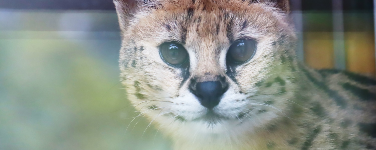 Stichting AAP vangt serval uit Lexmond op - Stichting AAP