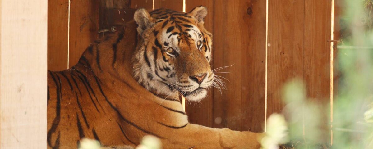 Tijger Tonga