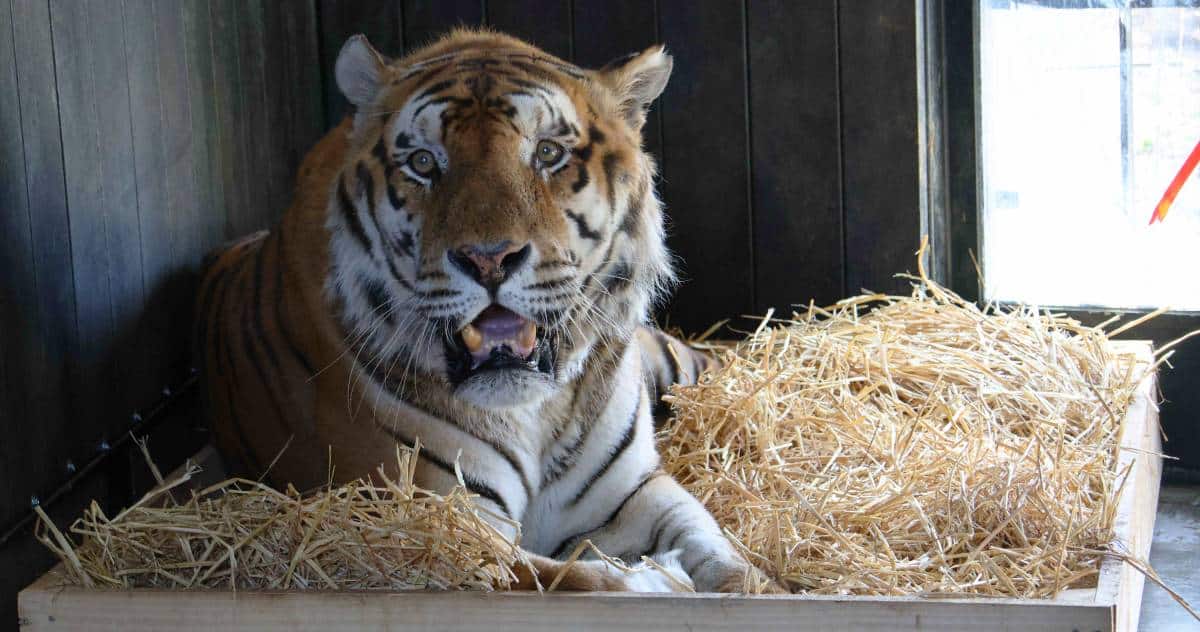 Tijger Tonga