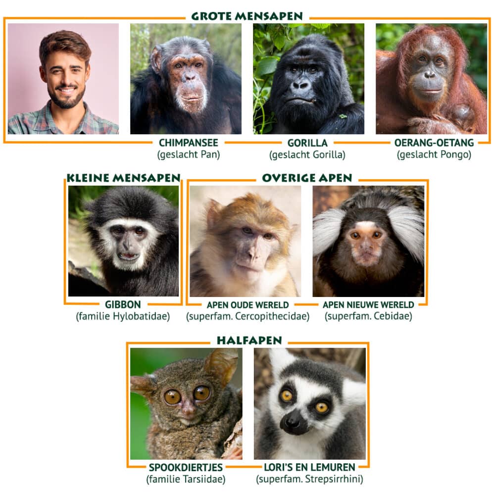 Primatenfamilie uitgelegd