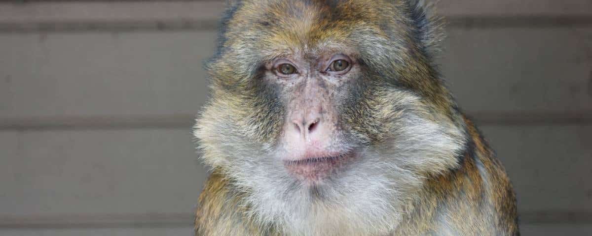 Internationale Dag van de Primaten