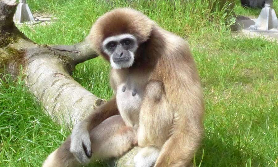 Gibbon