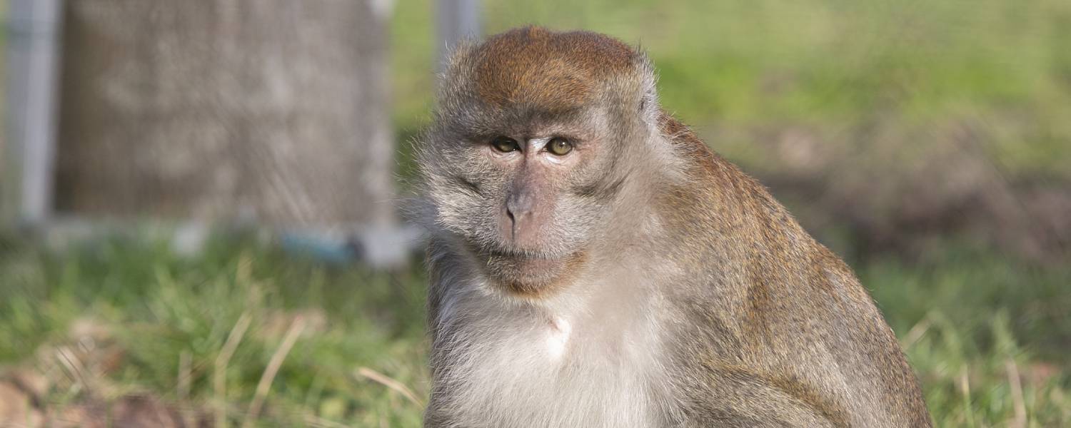 Java-aap Eugen Dag van Primaten