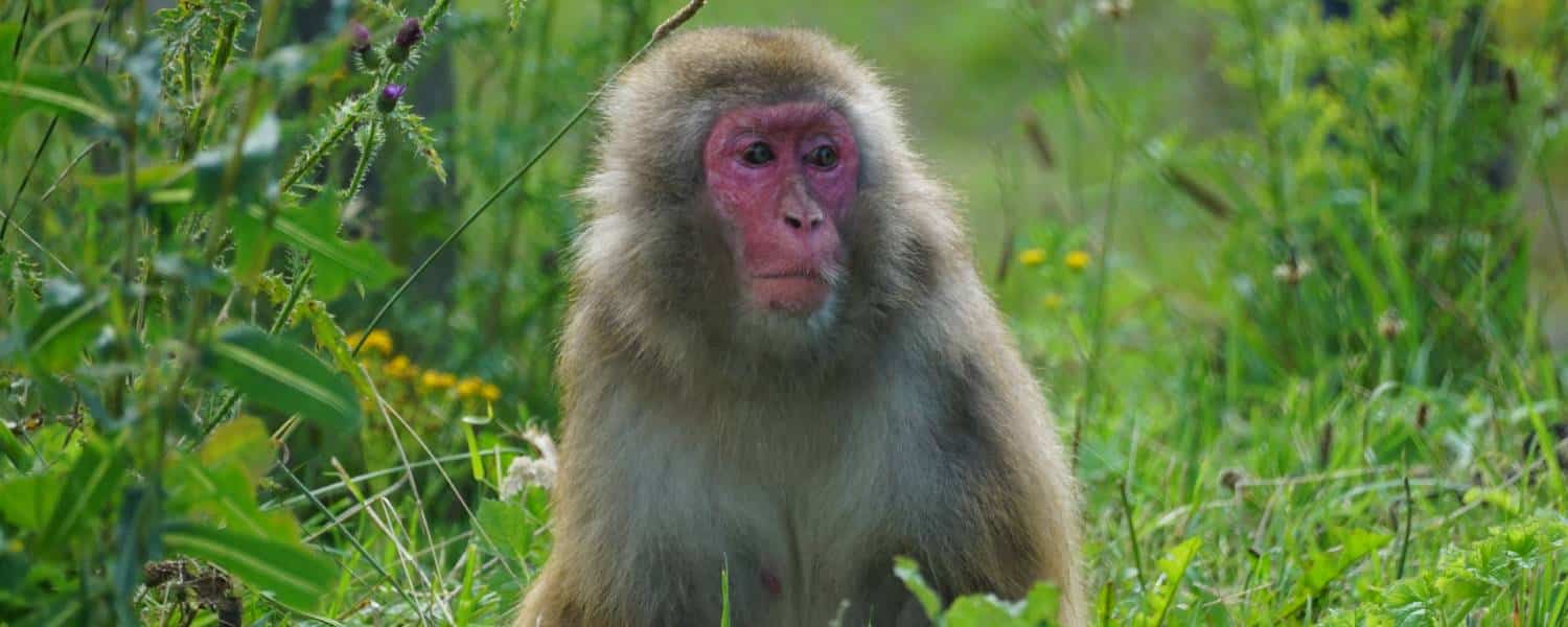 Groep Julia - Internationale Dag van de Primaten