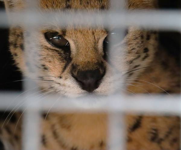 Serval Noa