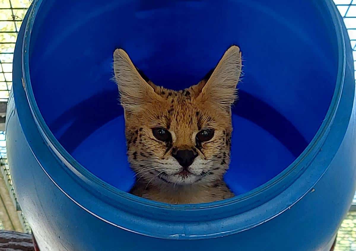 Serval Noa