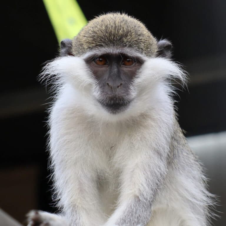 Geredde meerkat Sjaakie met soortgenoot - Stichting AAP