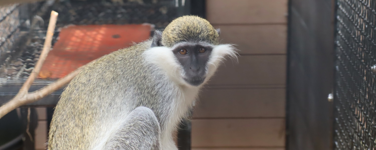 Geredde meerkat Sjaakie met soortgenoot - Stichting AAP