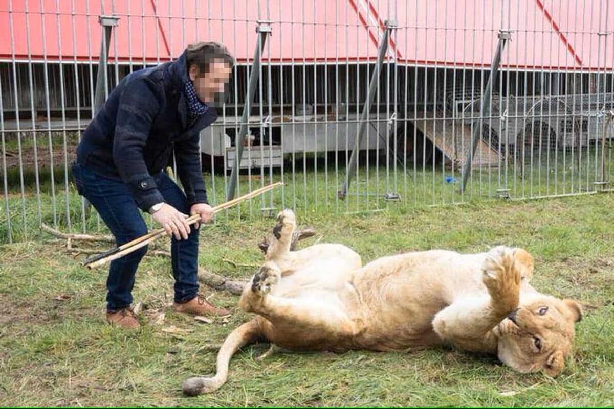 De dompteur van het Franse circus met een van de leeuwen.