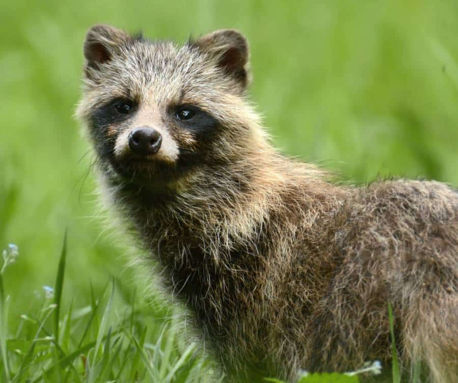 Wasbeerhond gras