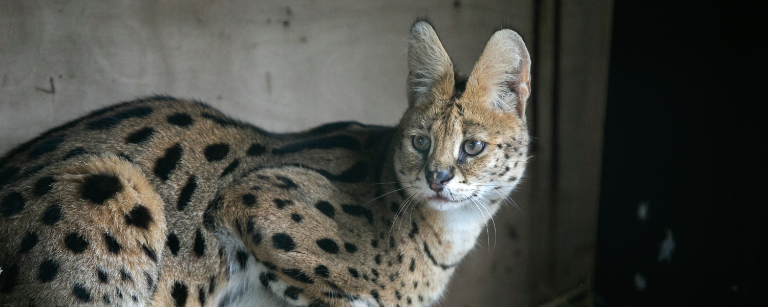 AAP heeft grote ambities voor exotische dieren in Europa - Stichting AAP