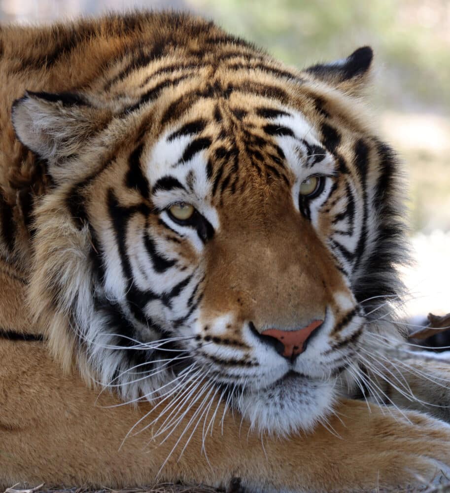Tijger Aqua