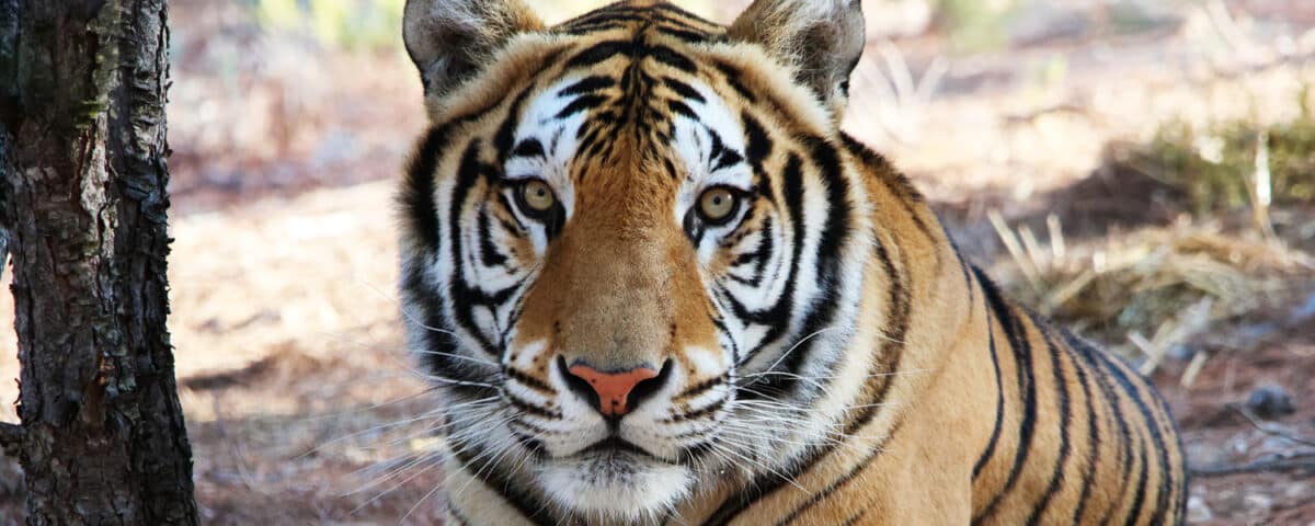 Tijger Aqua
