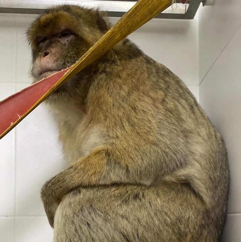 Louie in quarantaine