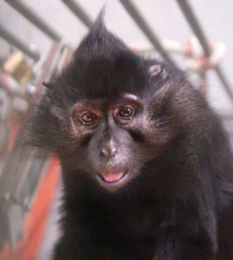 Zwarte kuifmangabey