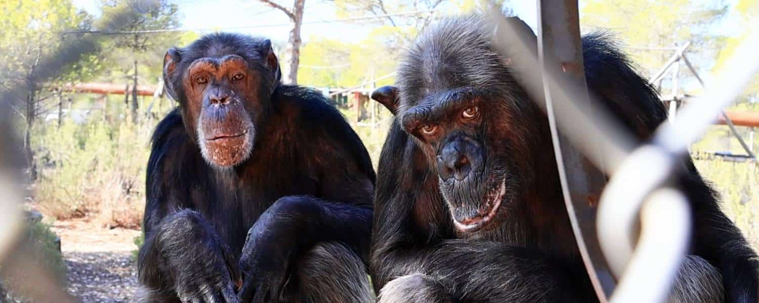 Verhuisd: chimpansees Peggy and Babsie van AAP Spanje naar ...
