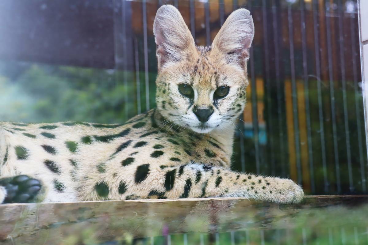 Serval Noa