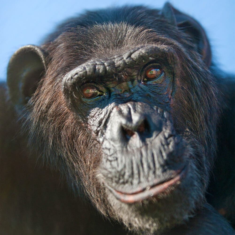 Chimpansee Mojo